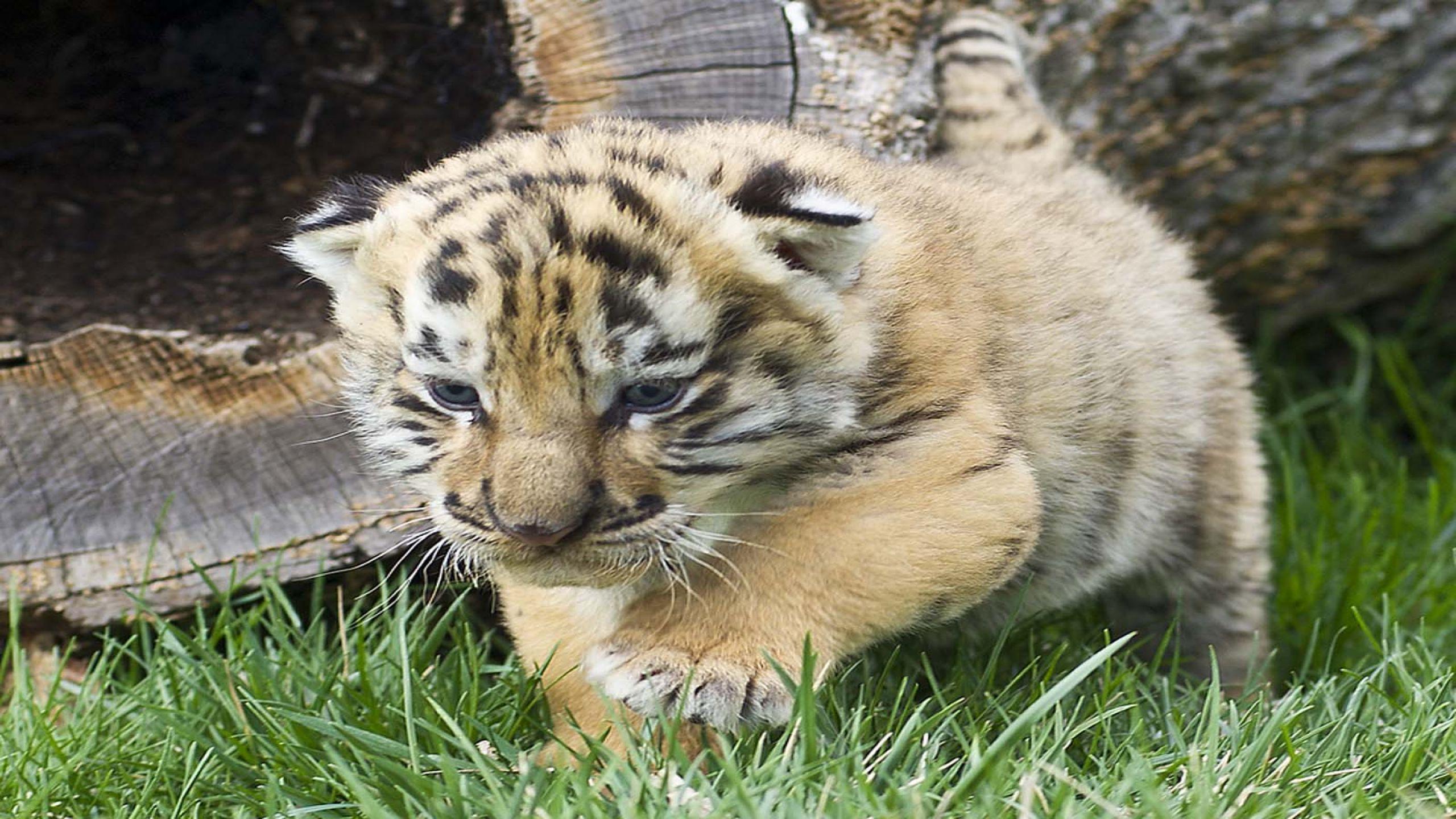 2560x1440 Baby white tigers pics download