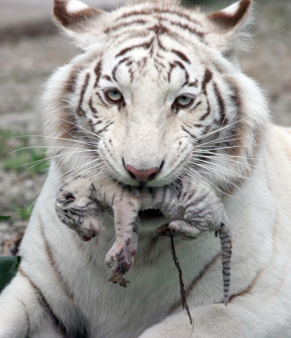 1200x1396 White tiger holding baby tiger cub