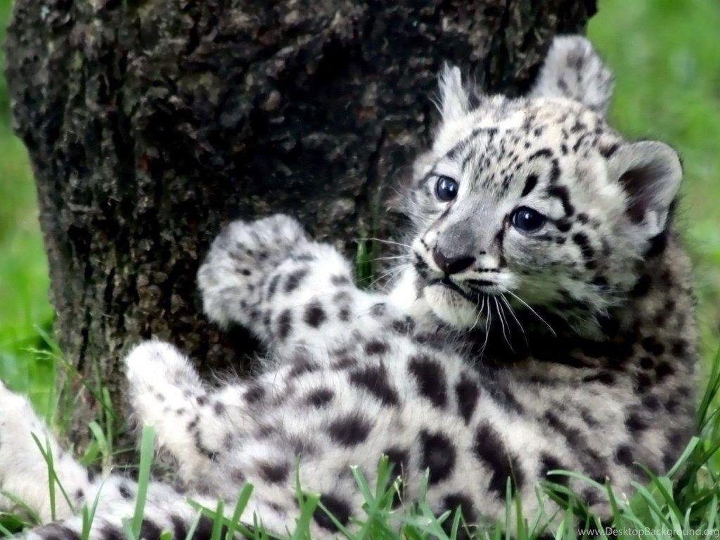 1024x768 Baby White Tiger Wallpaper Desktop Background