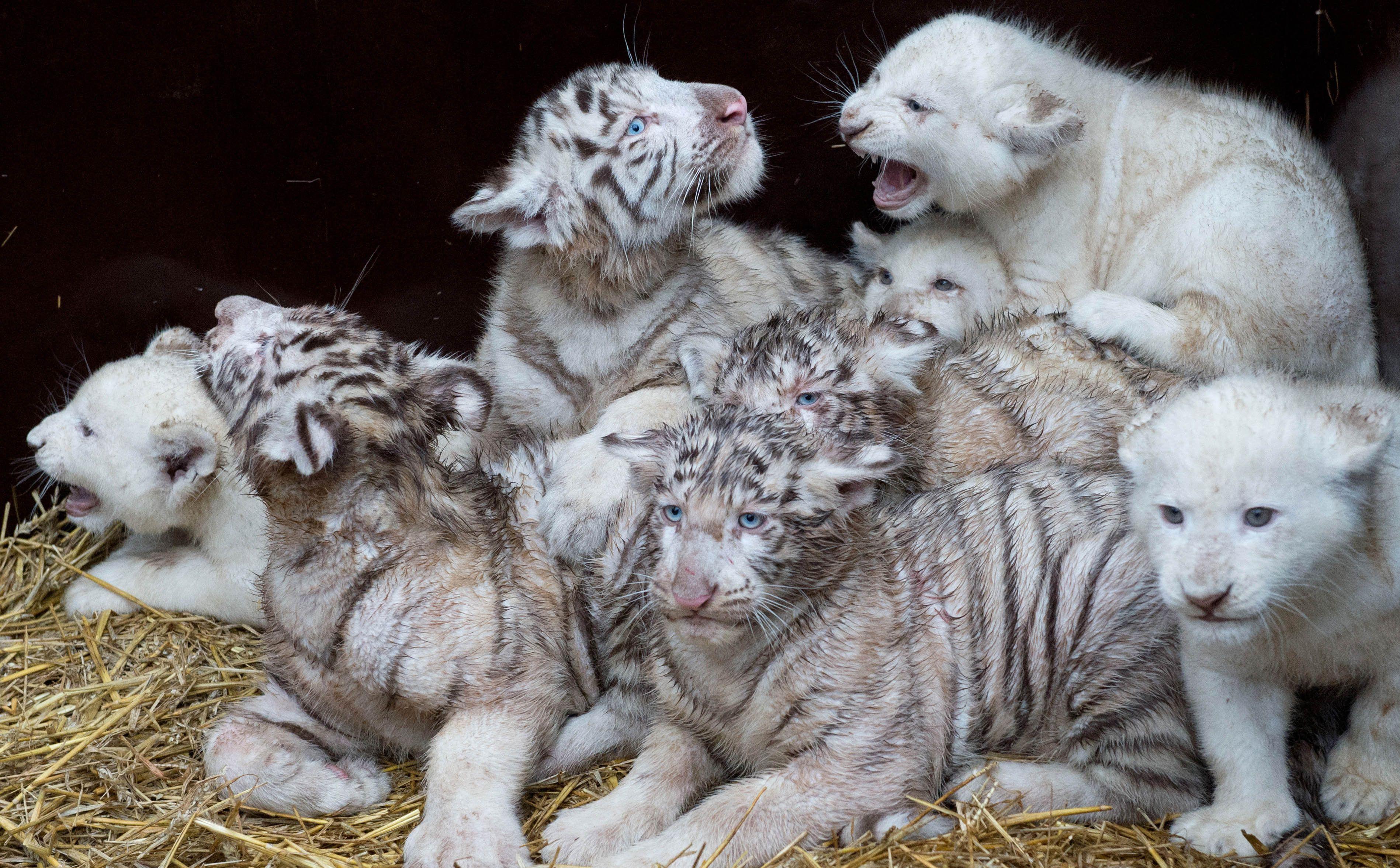 3796x2354 Free download White Tiger Cubs Wallpaper Image Photo Picture