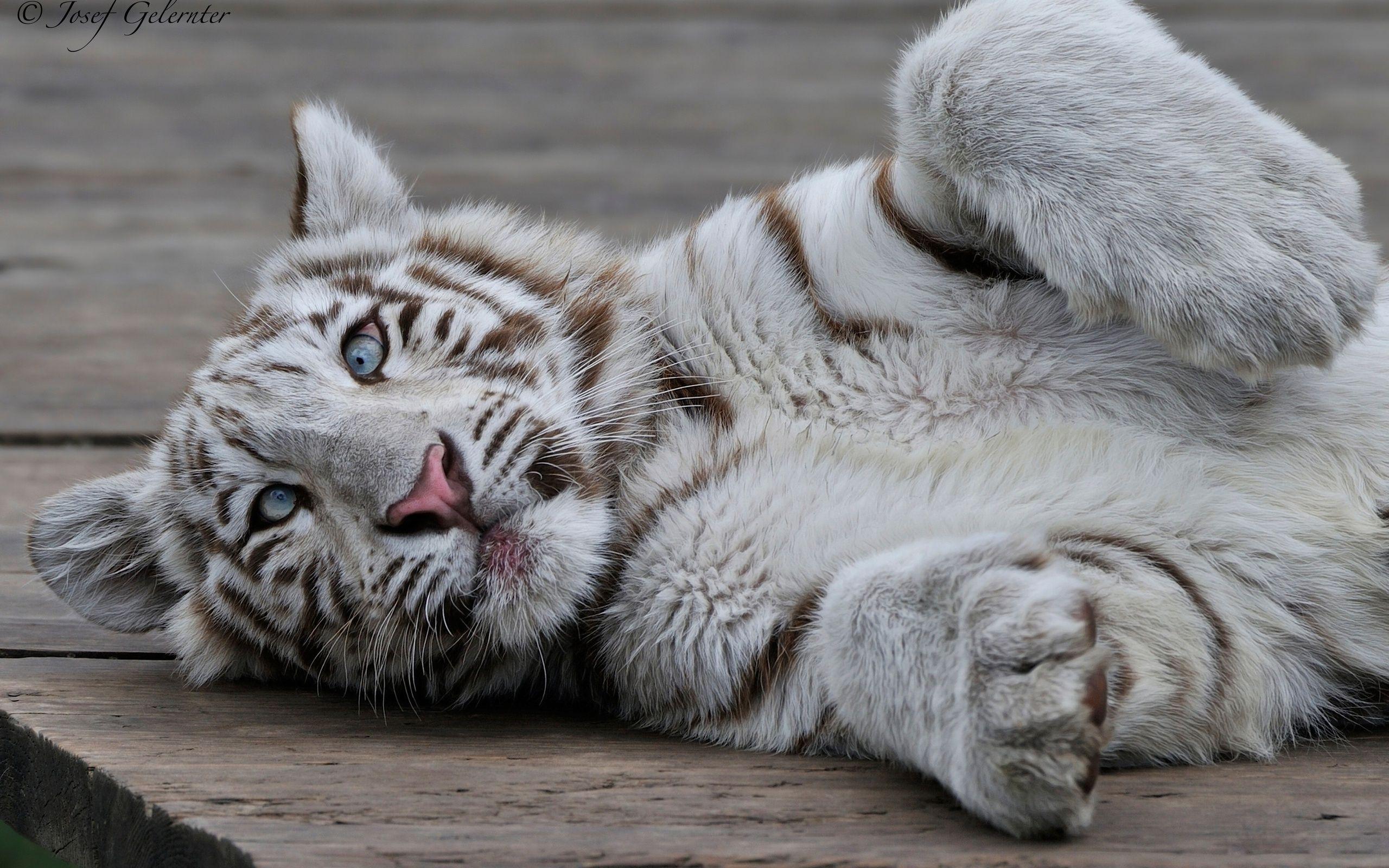 2560x1600 White Tiger HD Wallpaper
