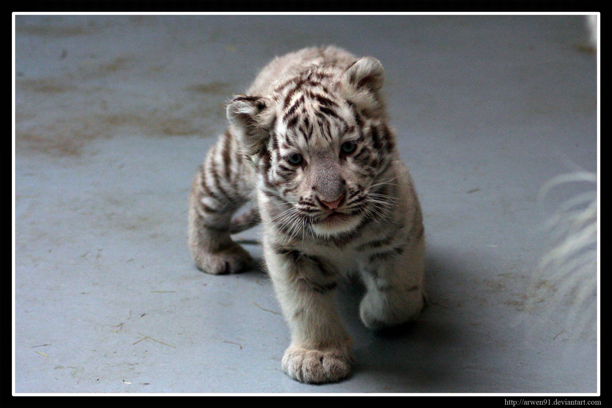 2000x1332 White Tiger Cub Wallpaper