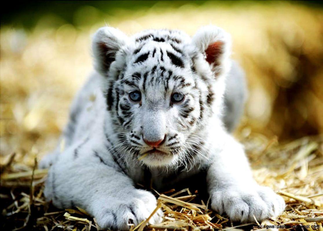 1116x799 Really Cute Baby White Tigers