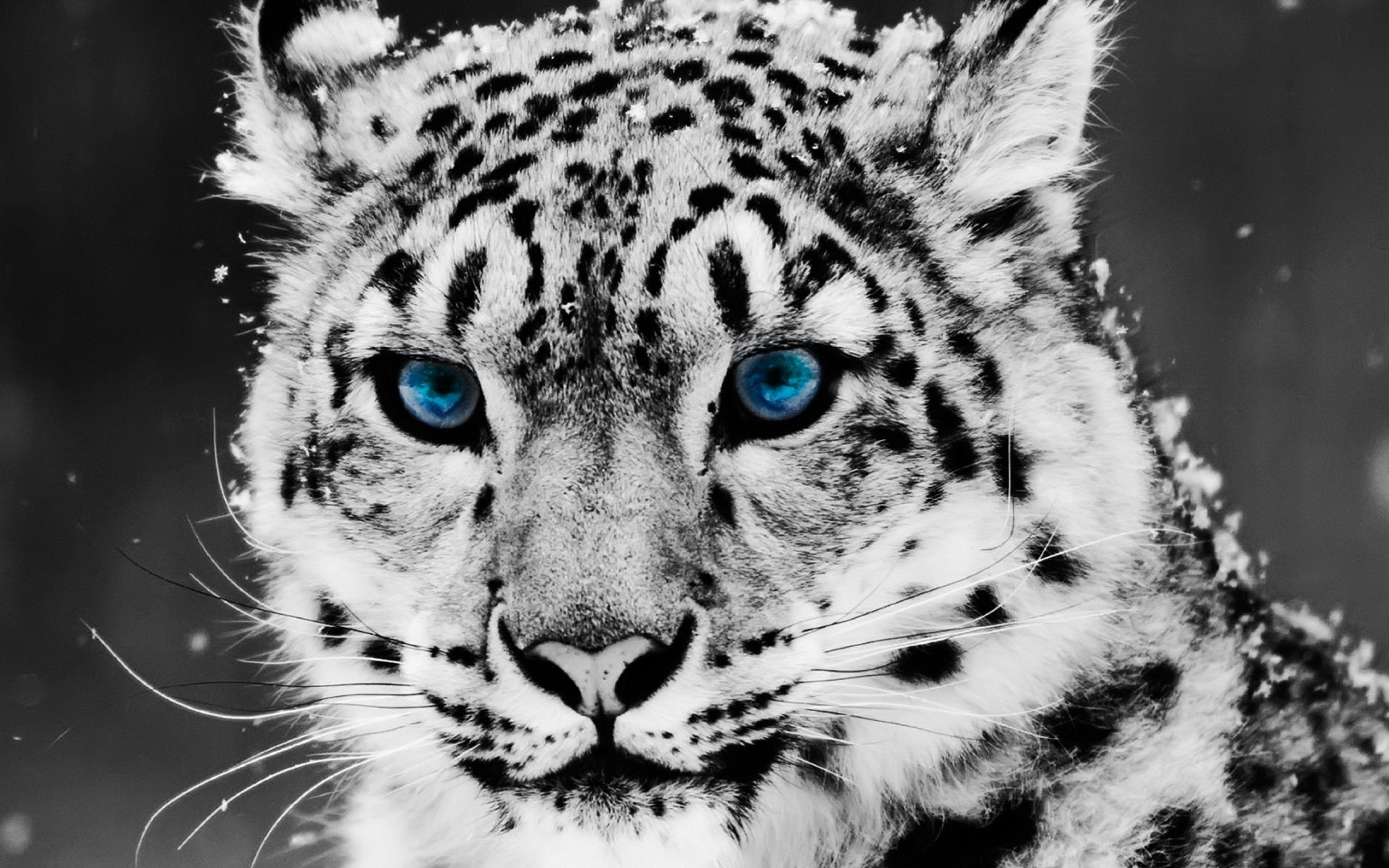2880x1800 Baby White Tigers With Blue Eyes Wallpaper for Desktop