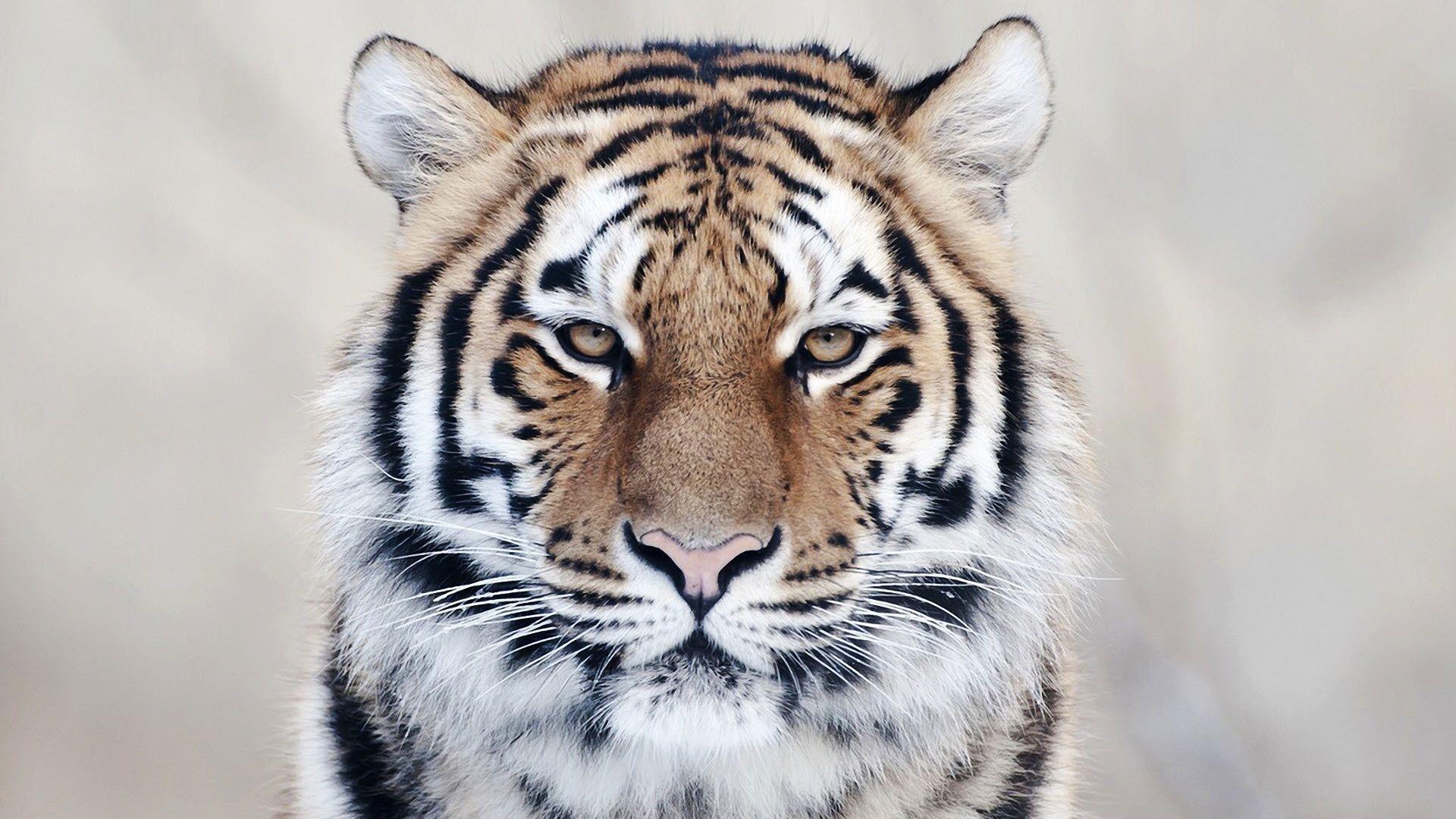 1920x1080 Baby white tiger pics wallpaper