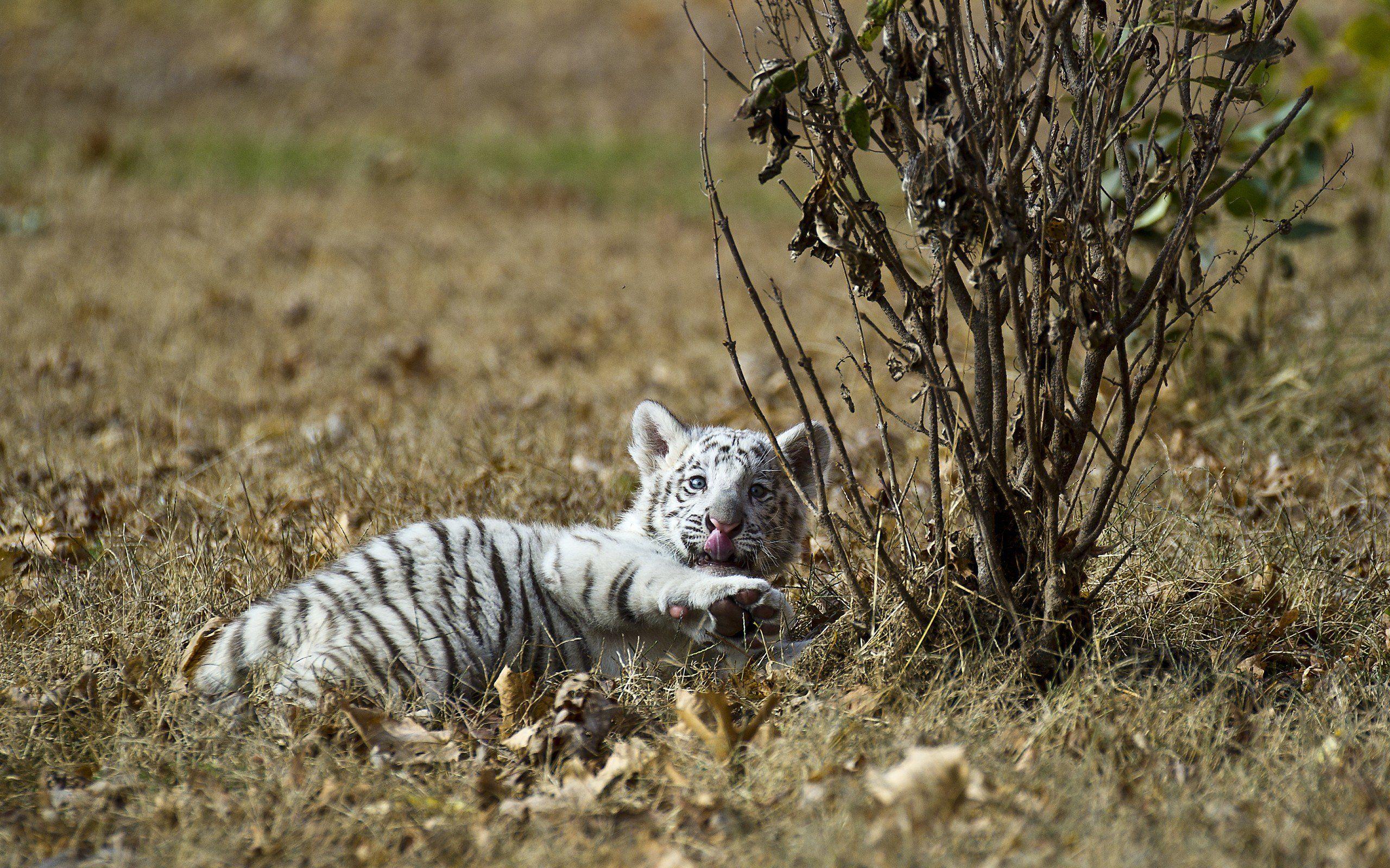 2560x1600 nature, Animals, Tigers, White, Tiger, Cubs, Baby, Animals