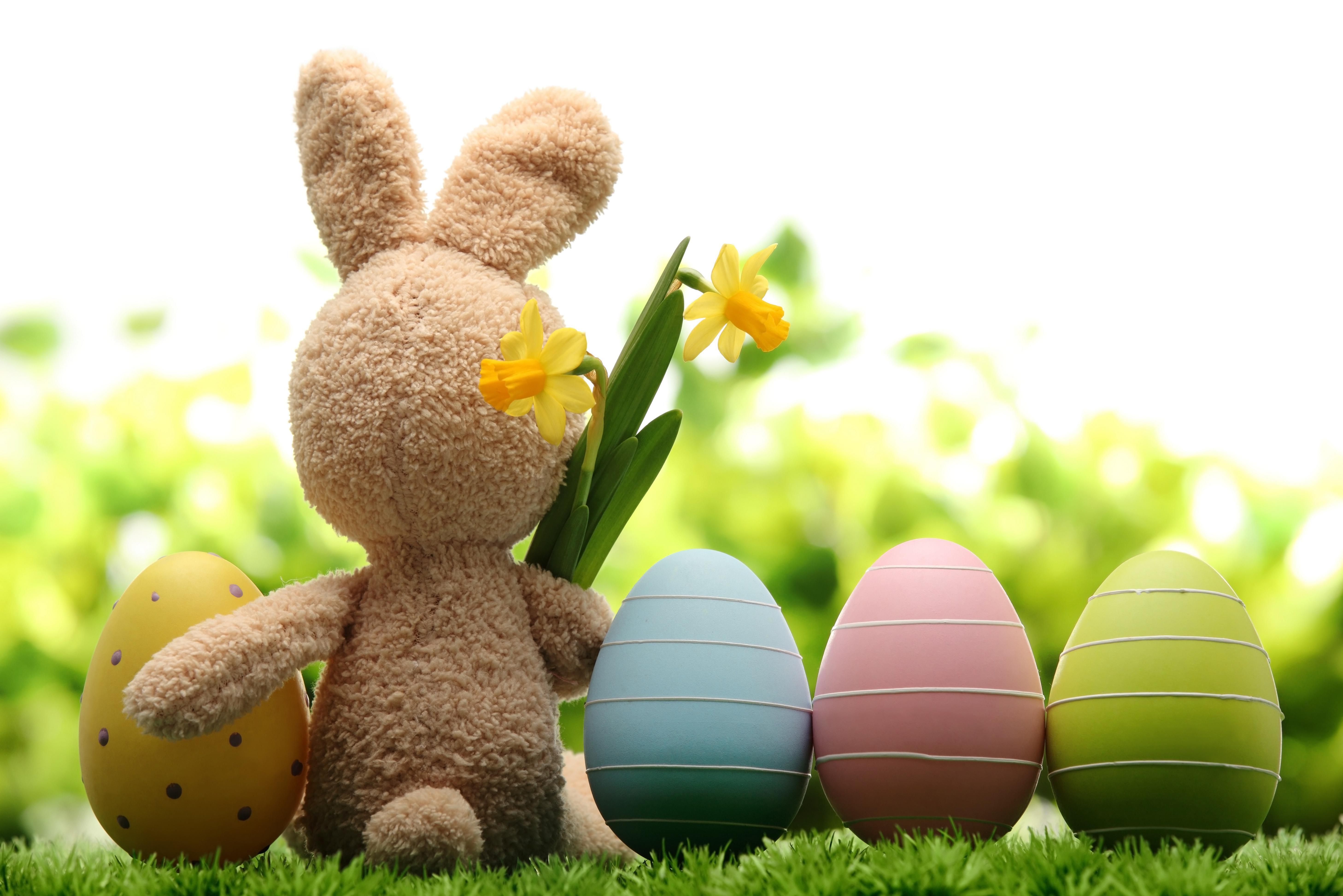 5830x3887 easter bunny background cute easter bunny wallpaper 1 Easter