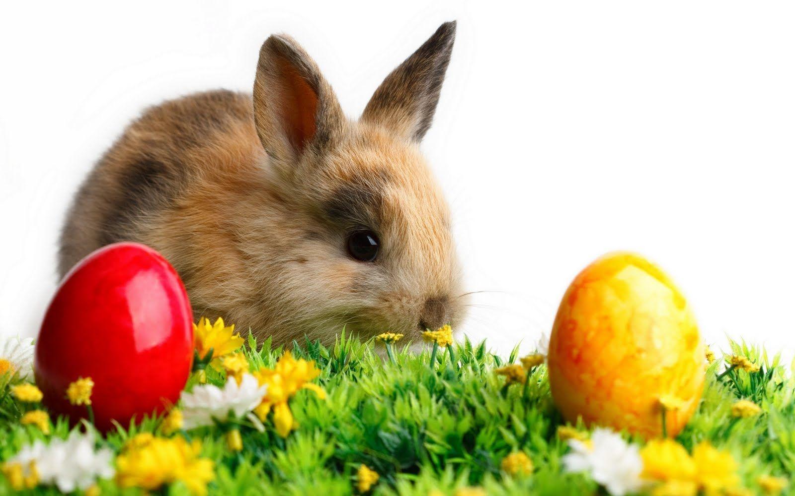 1600x1000 TOPuri RO: TOP 10 Most Adorable Easter Bunny Wallpaper