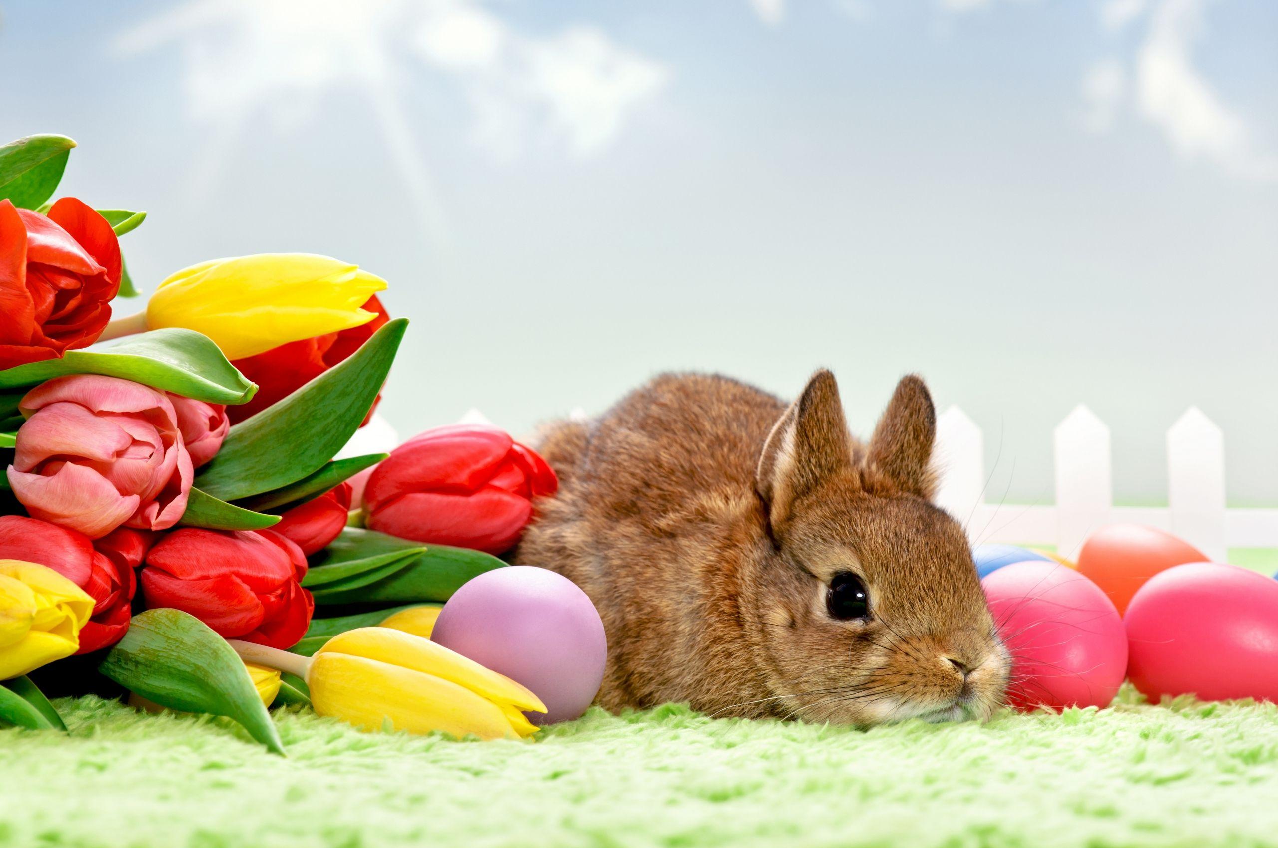 2560x1700 Free download Tulips and Easter bunny wallpaper and image