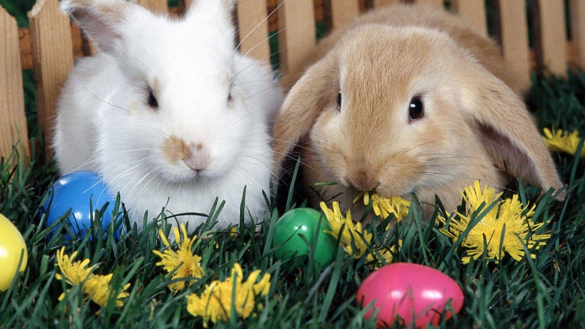 1920x1080 Easter Bunny 2013 Picture Background HD Wallpaper