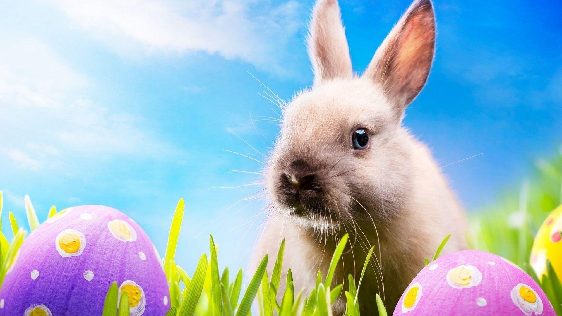 1920x1080 Easter Bunny Desktop Wallpaper 1080p