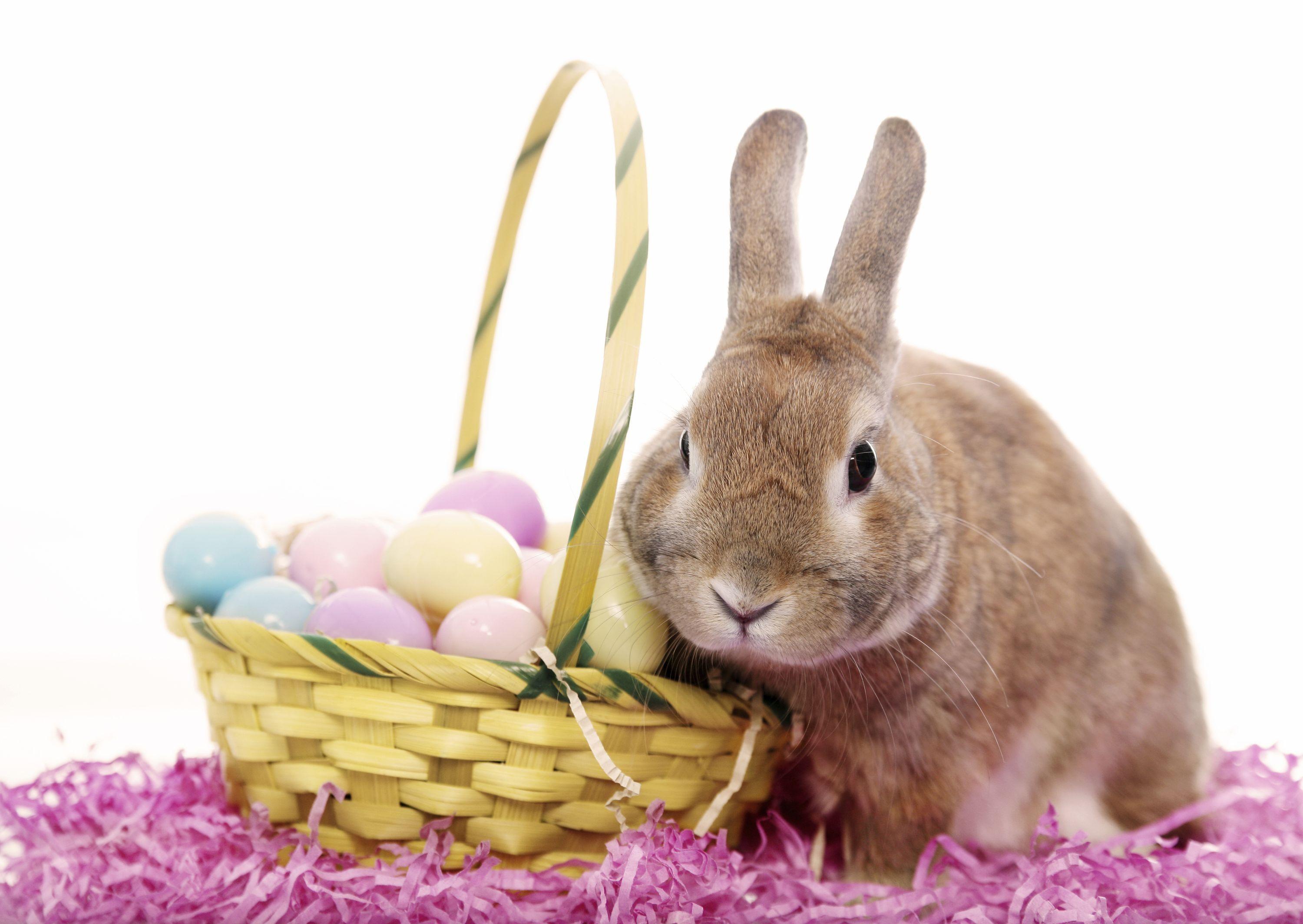 3000x2128 Easter Bunny Wish You Happy Easter. Top quality wallpaper