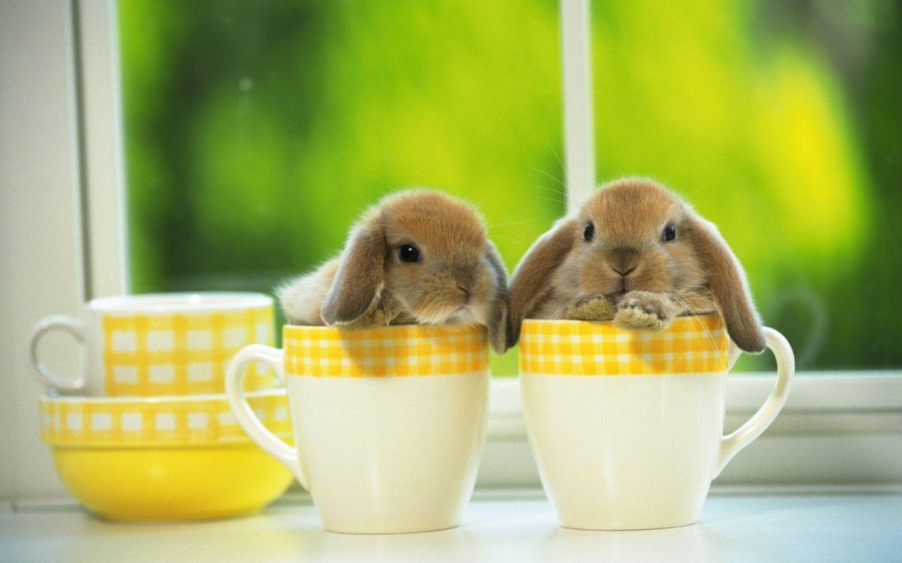 1280x800 Cute Bunny Wallpaper Mobile Easter Bunny Wallpaper & Background Download