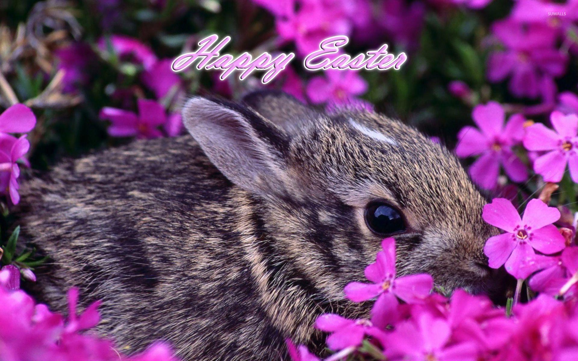 1920x1200 Easter bunny [6] wallpaper wallpaper