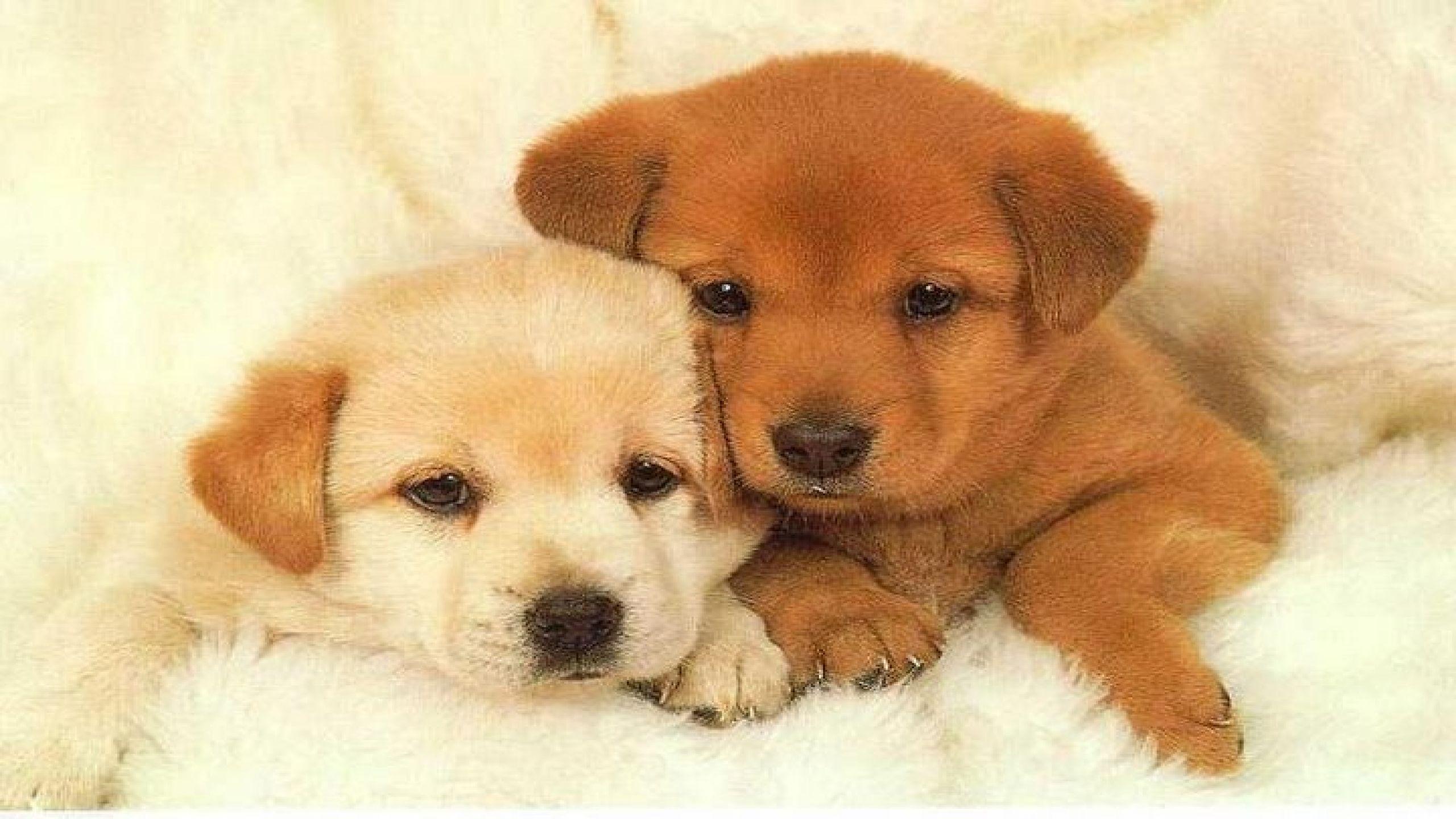 Cute Baby Puppies Wallpapers - Top Free Cute Baby Puppies Backgrounds