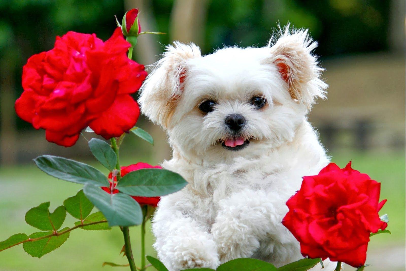 Cute Baby Puppy Wallpapers - Top Free Cute Baby Puppy Backgrounds - WallpaperAccess