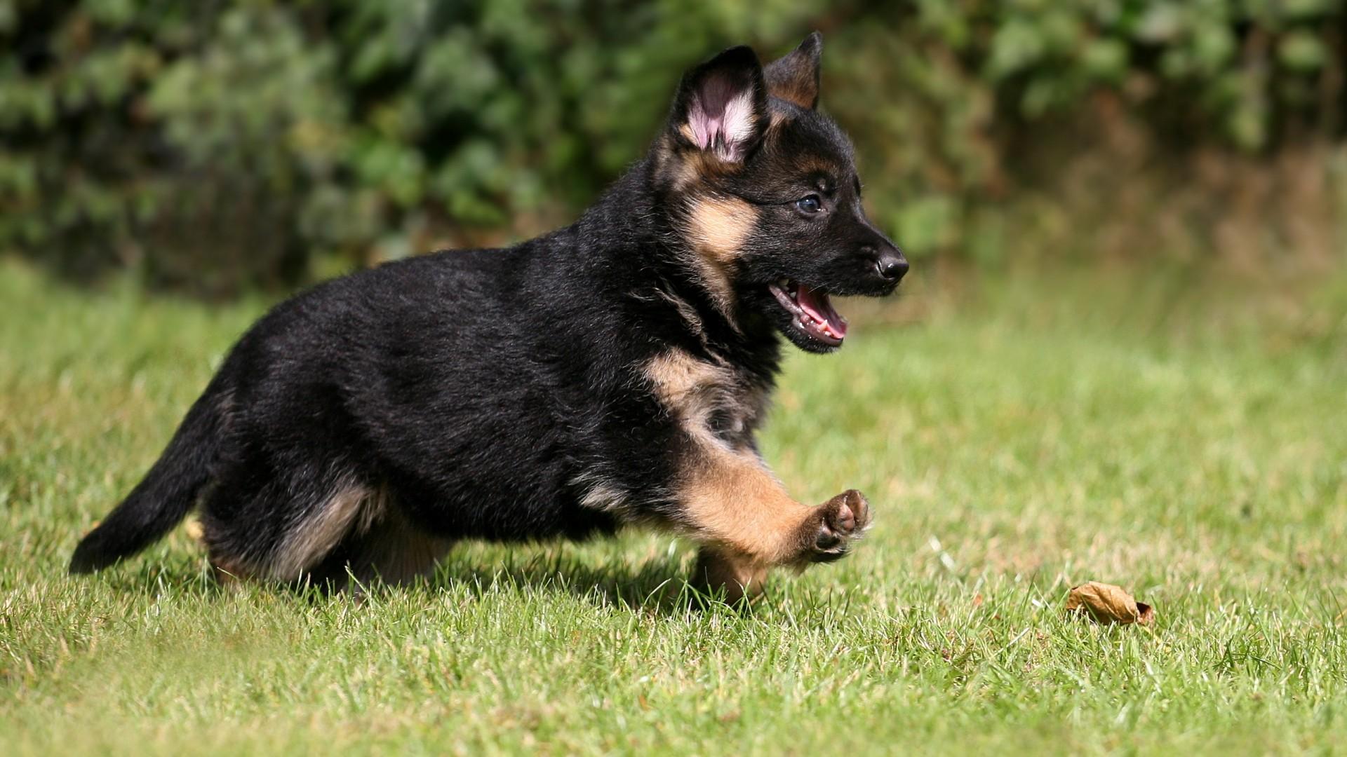 1920x1080 Cute German Shepherd Puppy Wallpaper