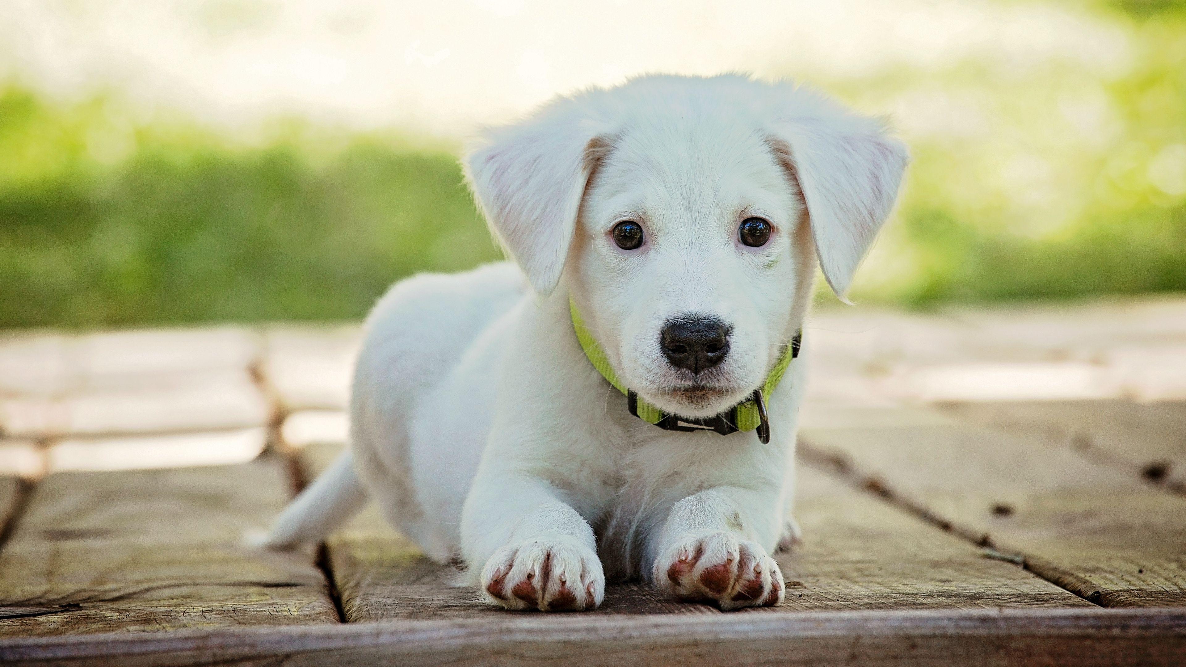 3840x2160 4K Baby Puppy Wallpaper HD