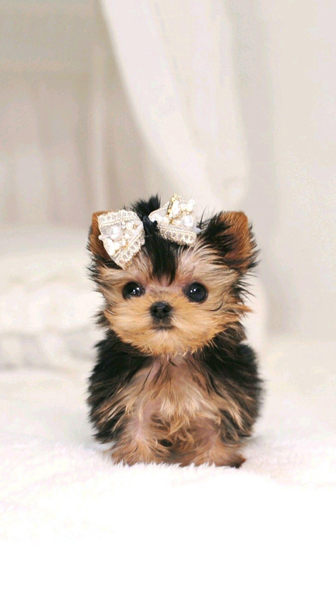 1080x1920 Adorable puppy. Cute dogs breeds, Cute puppy