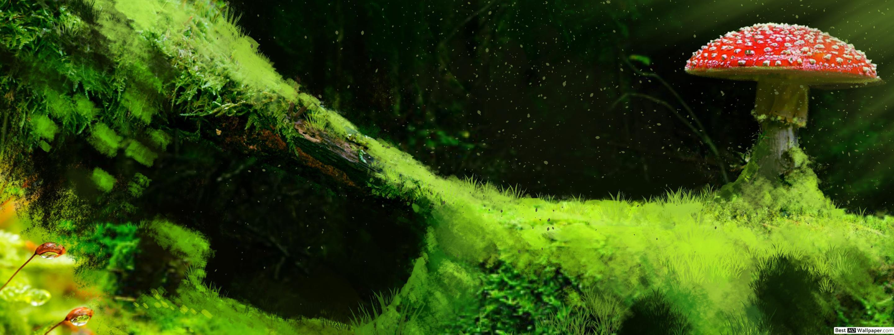 2880x1080 Forest Mushroom HD wallpaper download