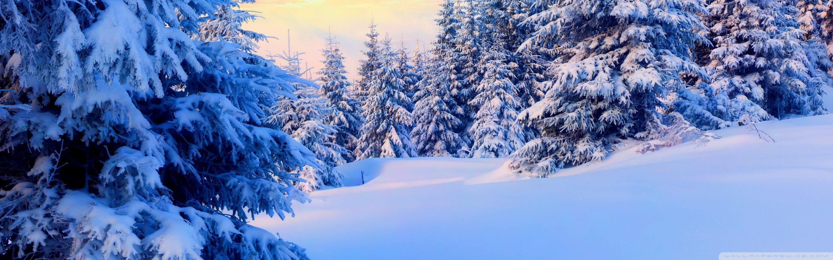 2880x900 Fir Trees Under The Snow, Forest Ultra HD Desktop Background