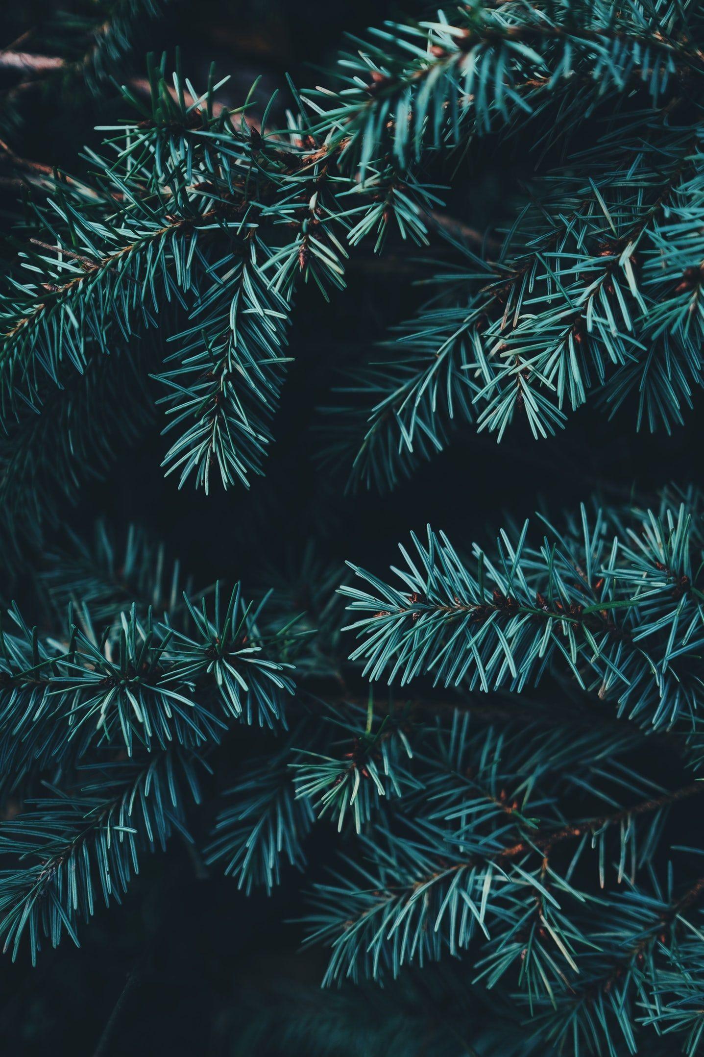 Evergreen Wallpapers - Top Free Evergreen Backgrounds - WallpaperAccess