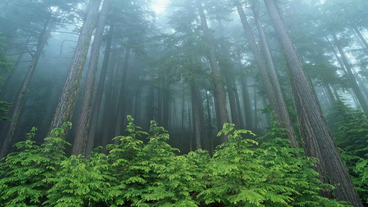 Washington Forest Wallpapers - Top Free Washington Forest Backgrounds