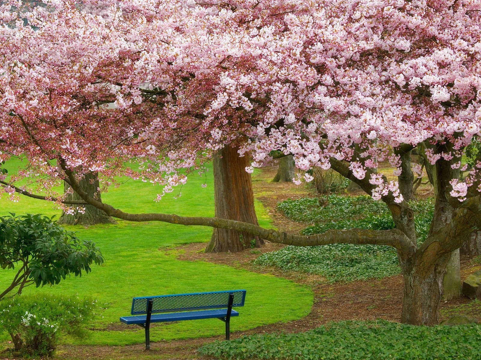 1600x1200 Cherry Tree Evergreen Park Washington Wallpaper