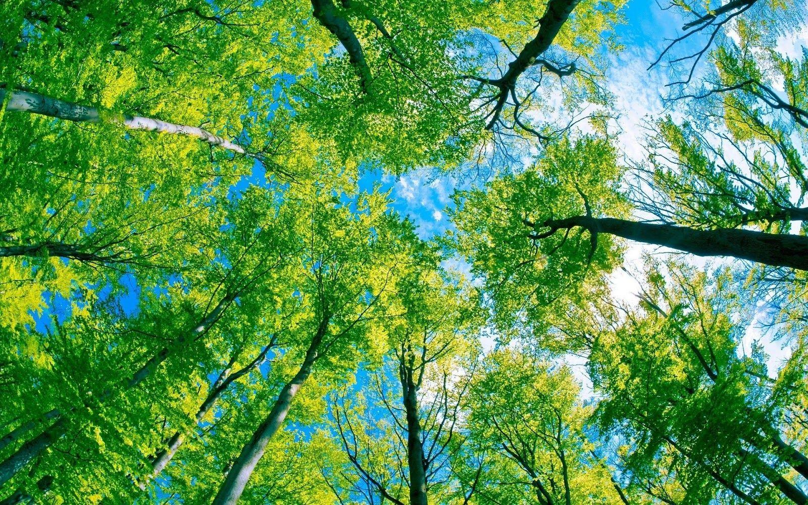 1600x1000 Background Wallpaper: December 2012