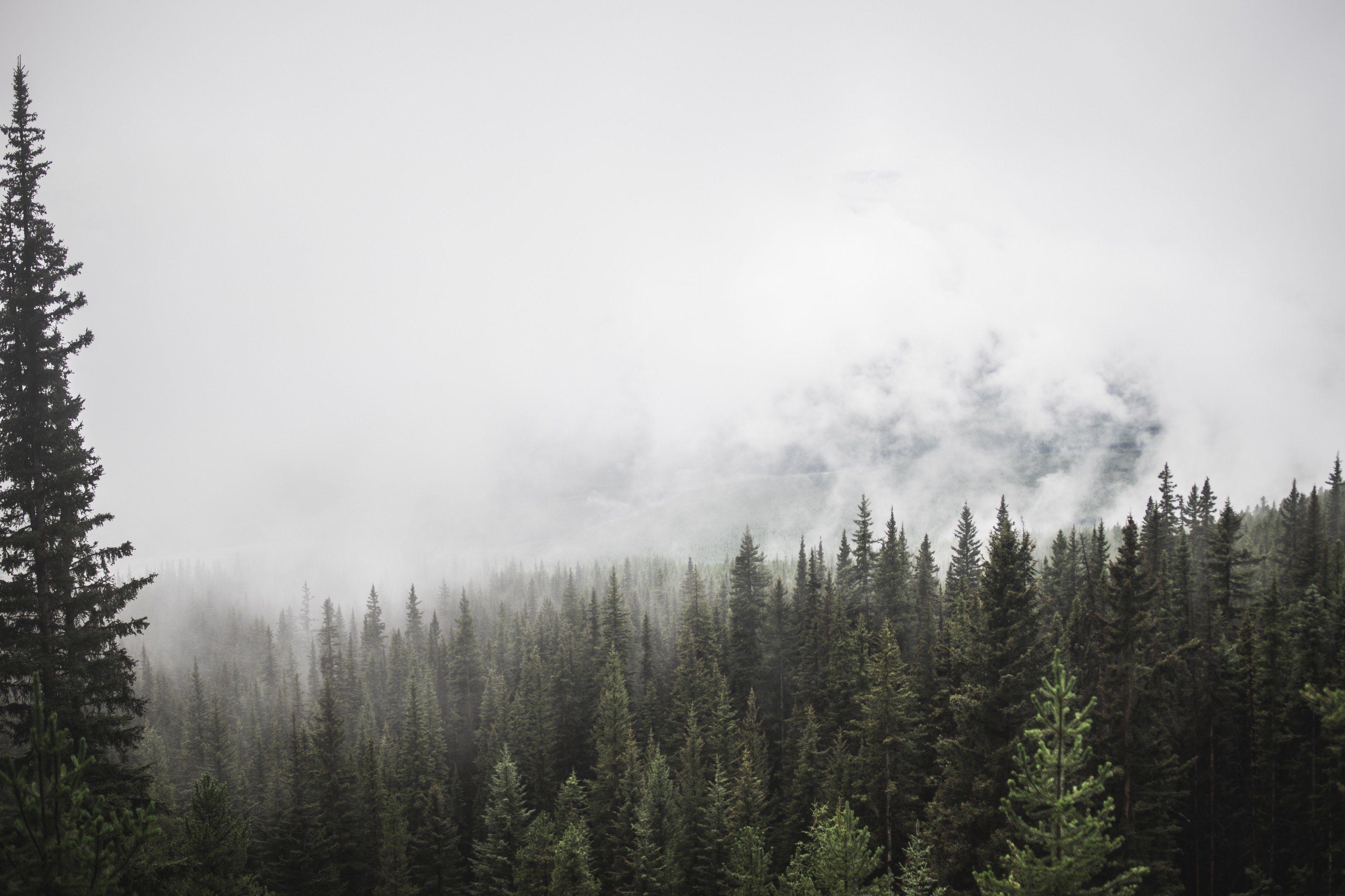 3840x2560 heavy mist near an evergreen forest in banffcloudy forest 4k