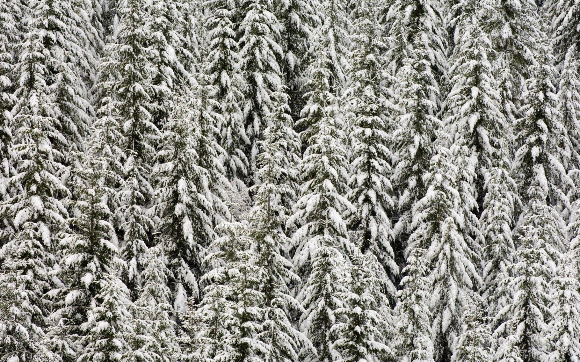 1920x1200 Snow Covered Evergreen Trees