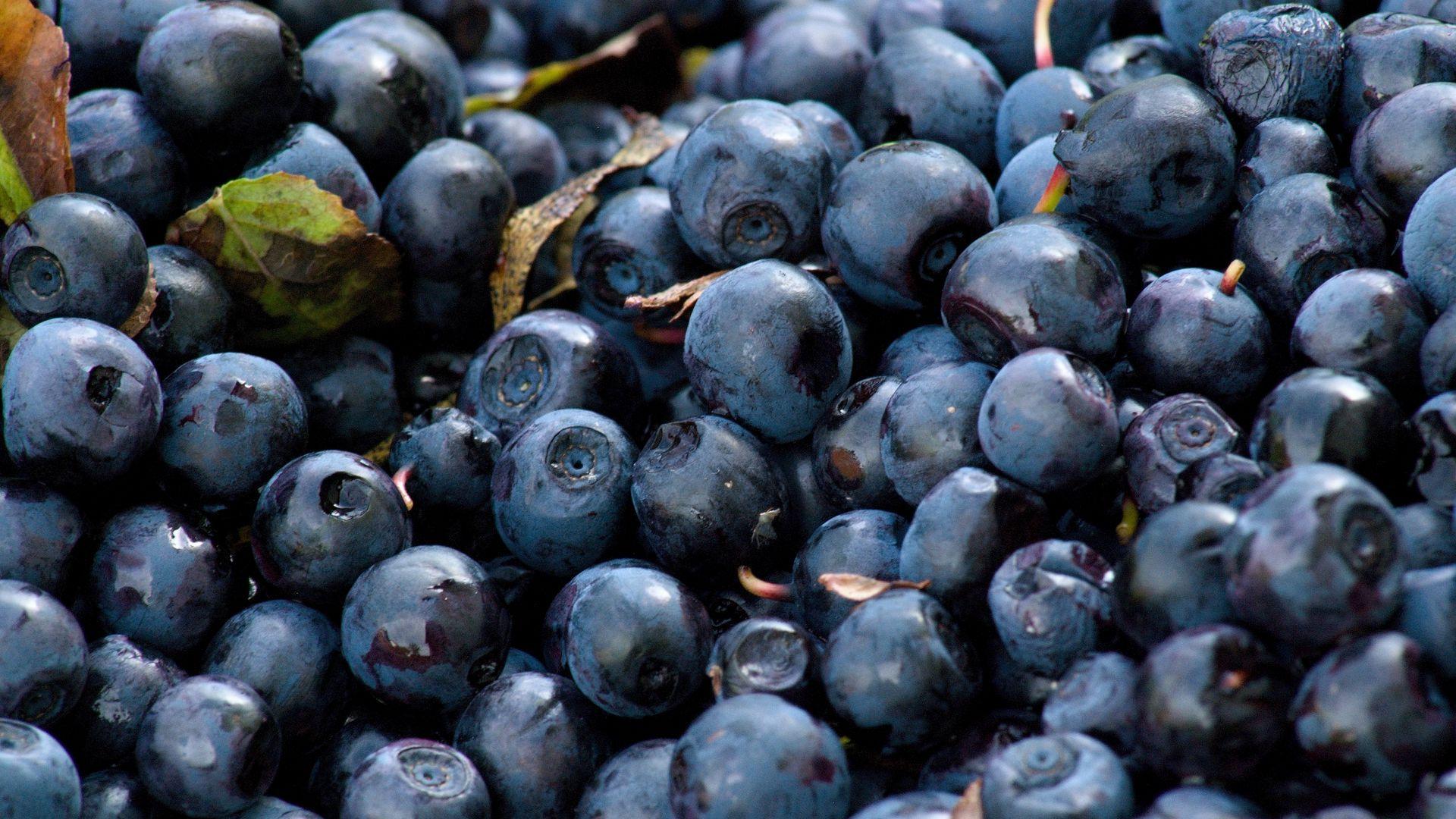 1920x1080 Download wallpaper 1920x1080 blueberry, berry, ripe, tasty full HD