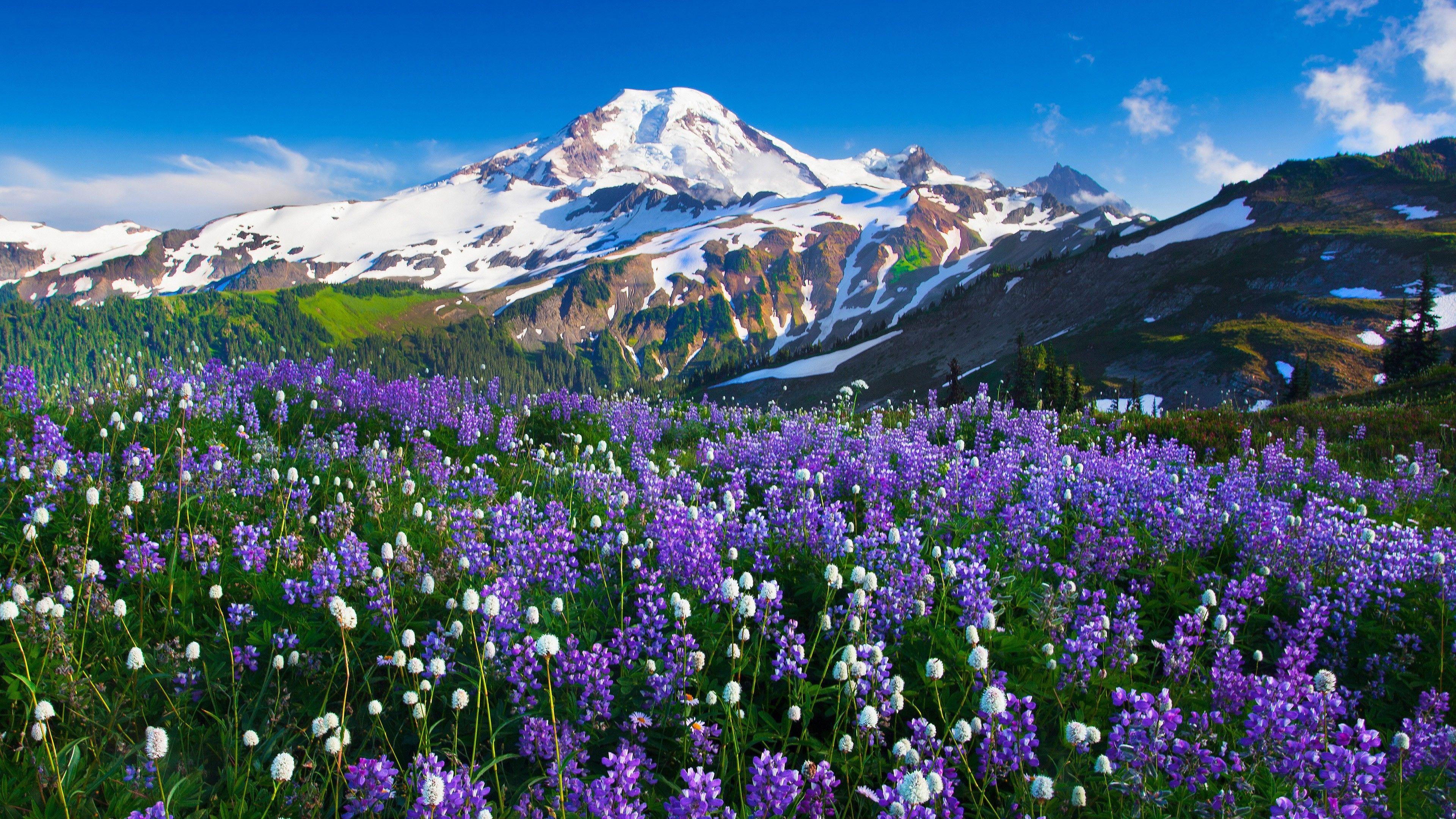 Flower Landscape Wallpapers - Top Free Flower Landscape Backgrounds - WallpaperAccess