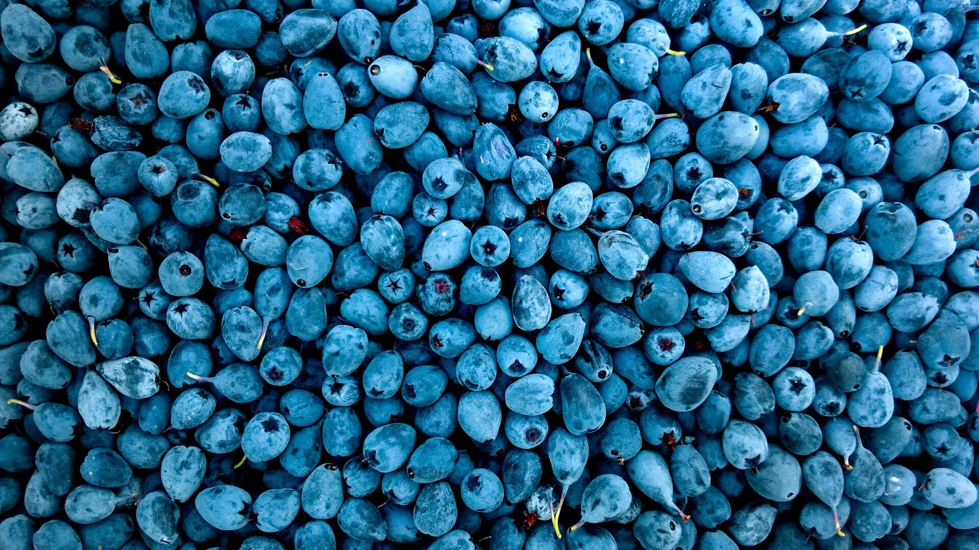 1920x1080 Blueberries Laptop Full HD 1080P HD 4k Wallpaper