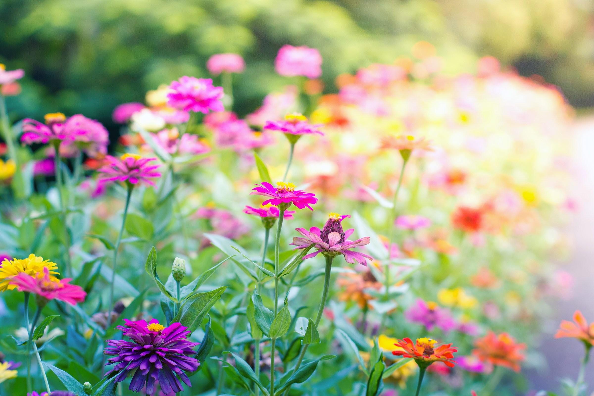 Flower Landscape Wallpapers - Top Free Flower Landscape Backgrounds ...