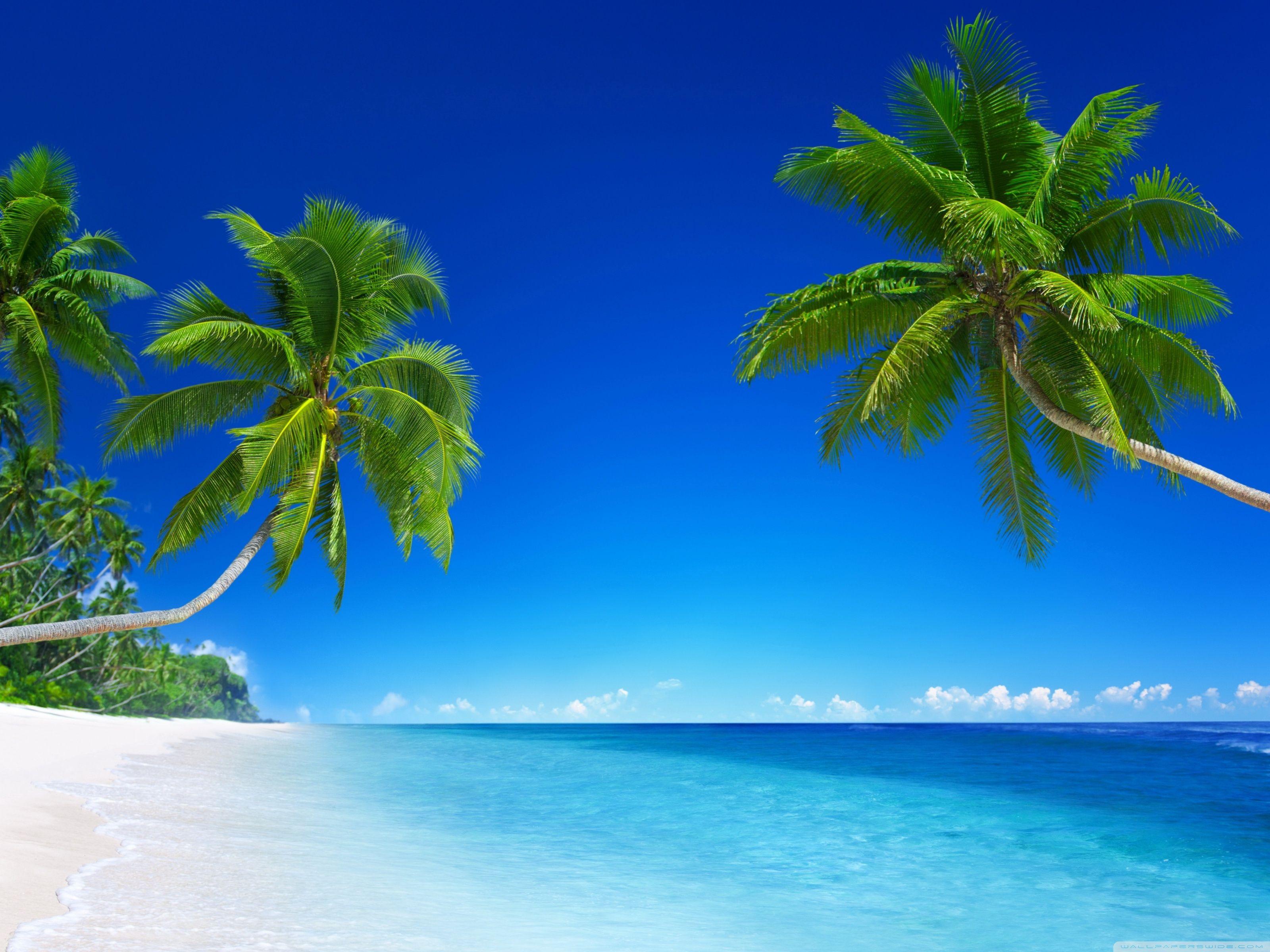 3200x2400 Tropical Beach Paradise 5K Ultra HD Desktop Background Wallpaper for 4K UHD TV : Tablet