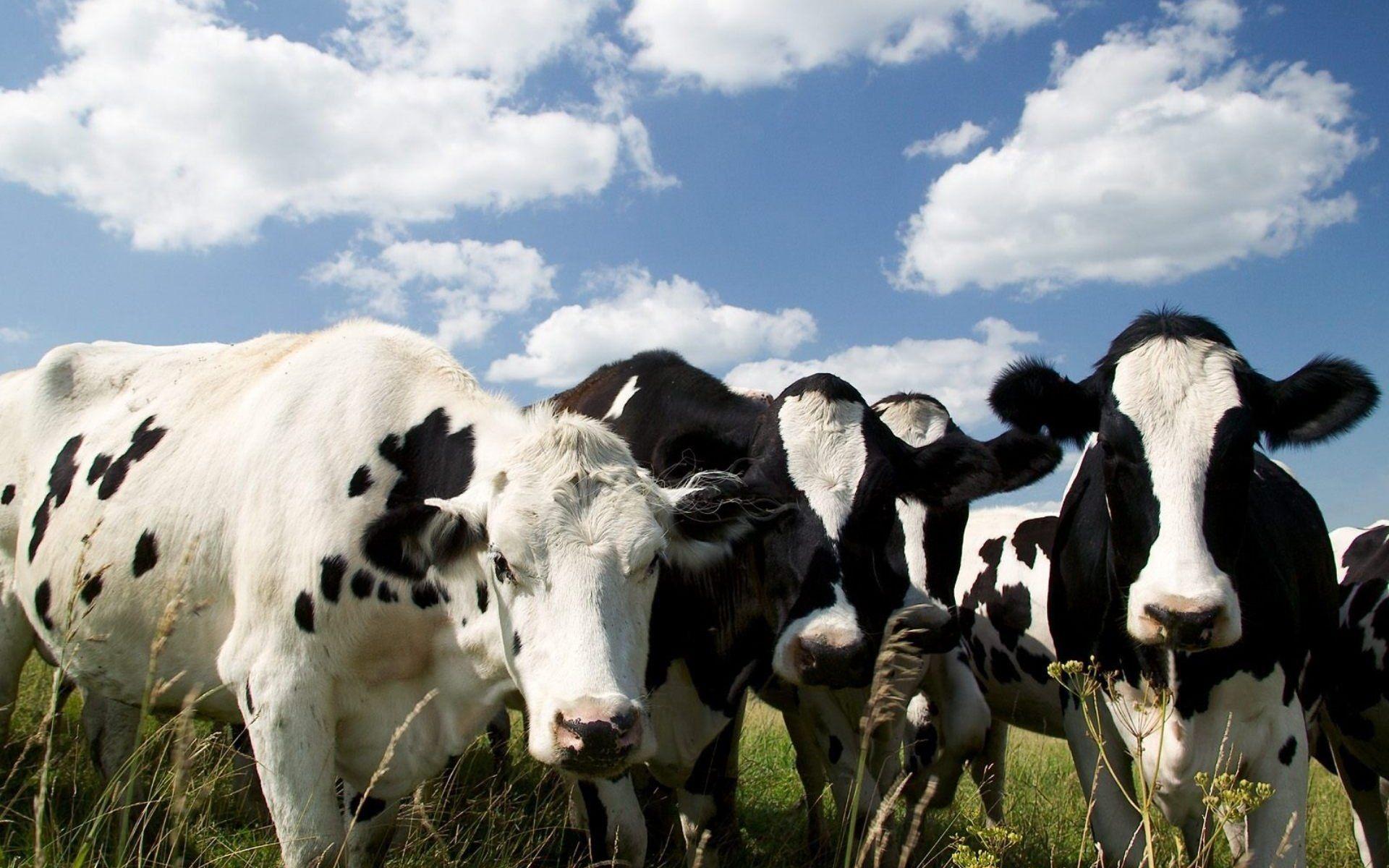 1920x1200 Serene Dairy Cow HD Wallpaper: A Beautiful Pastoral Scene
