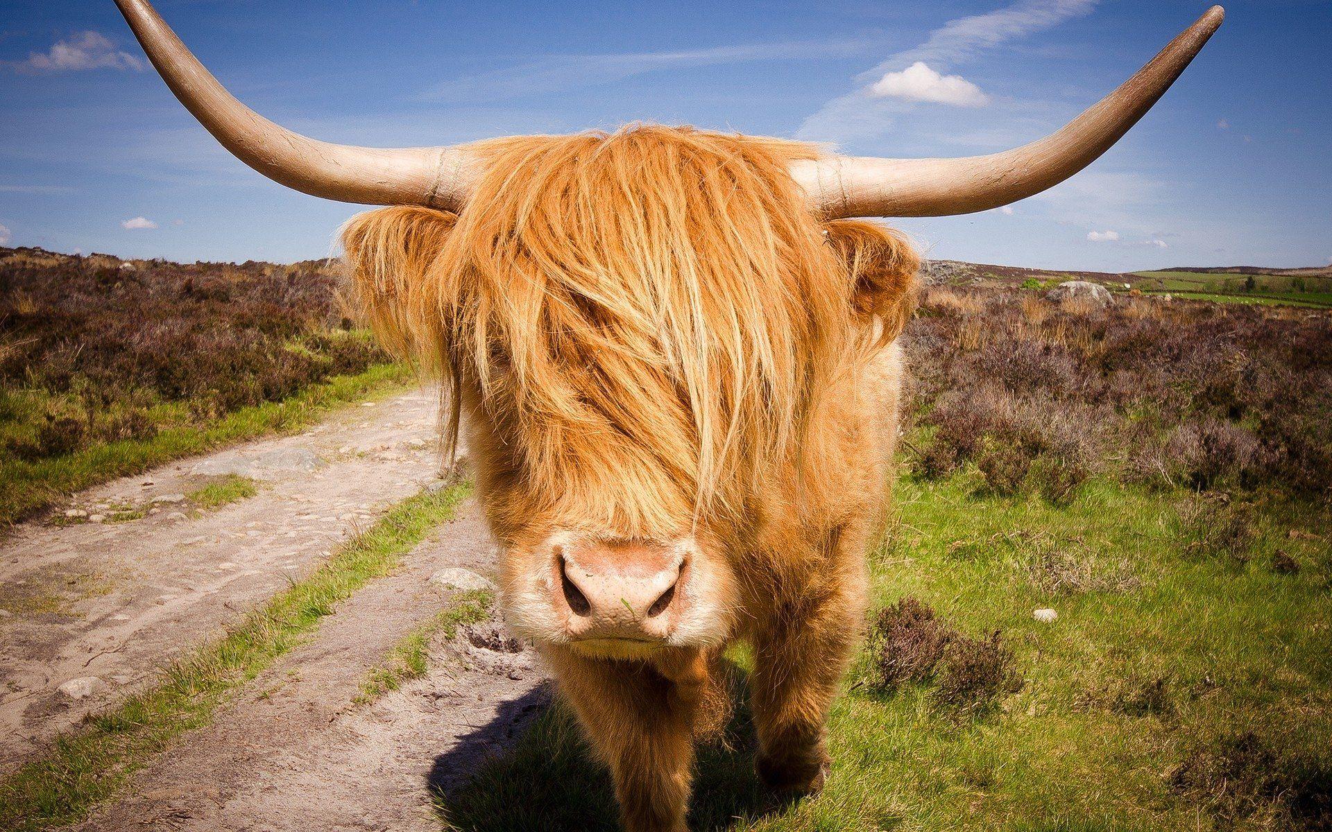 Cute Highland Calf cow wall cattle horns HD wallpaper  Peakpx
