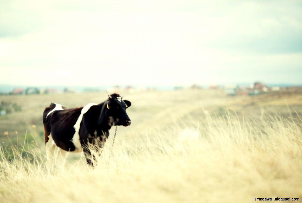 1190x801 Cattle Desktop Wallpaper