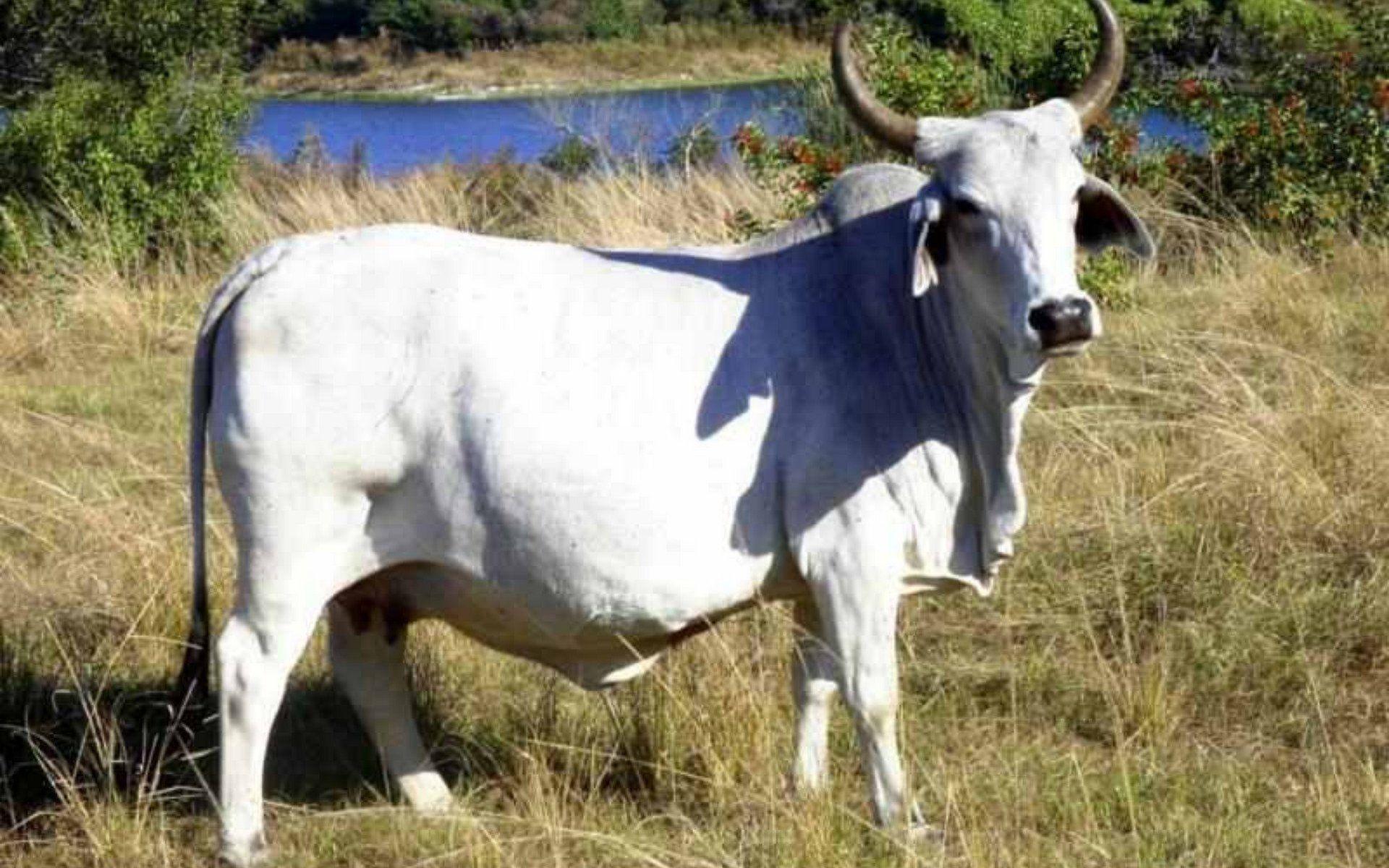1920x1200 Cow HD Wallpaper and Background Image