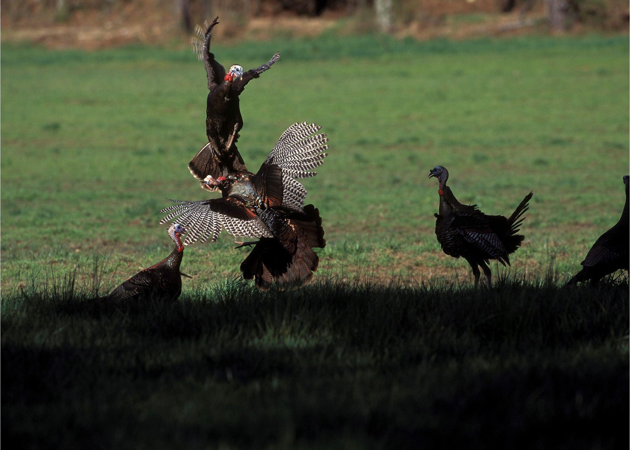 2100x1500 Spring Turkey Hunting Wallpaper