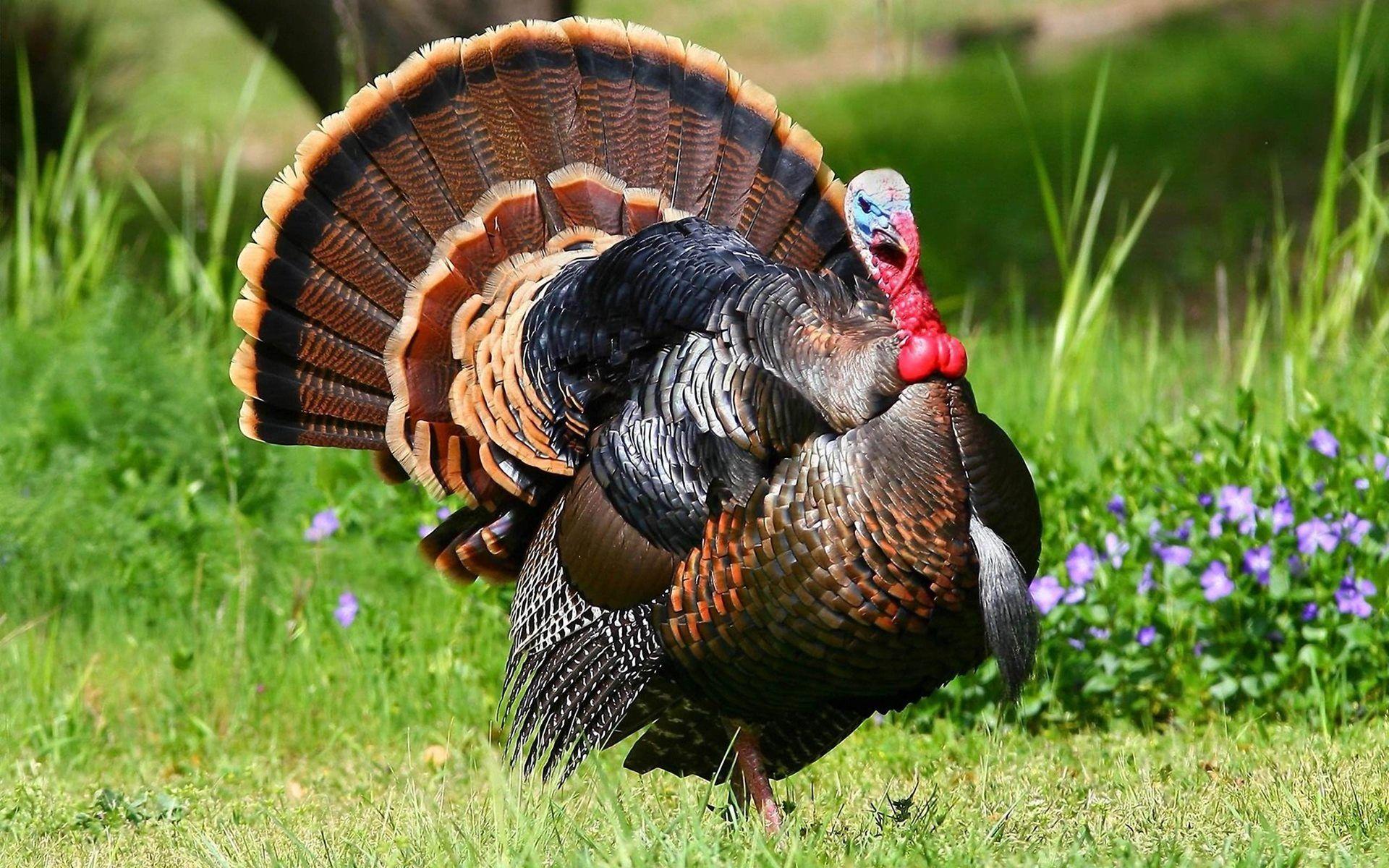 Wild Turkey Wallpapers - Top Free Wild Turkey Backgrounds - WallpaperAccess