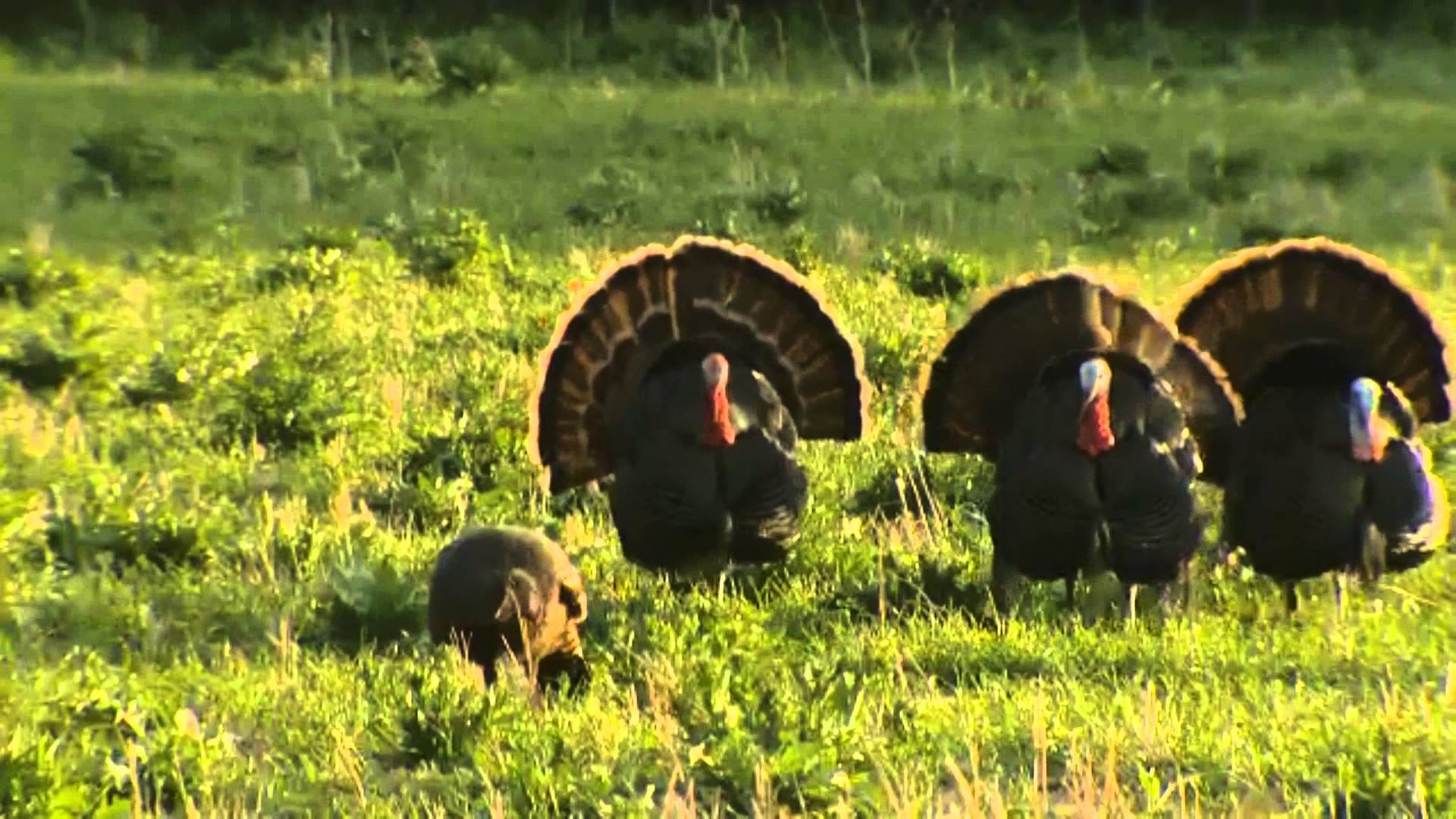 1920x1080 Wild Turkey (Meleagris gallopavo)