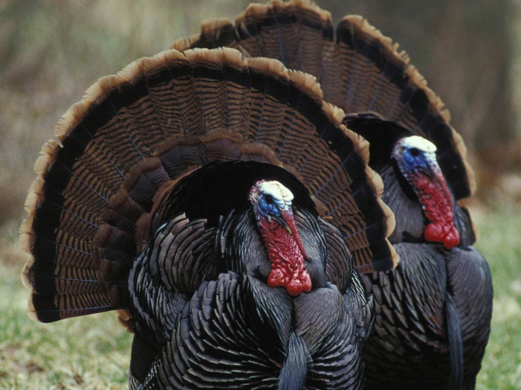 1024x768 Free turkey wallpaper