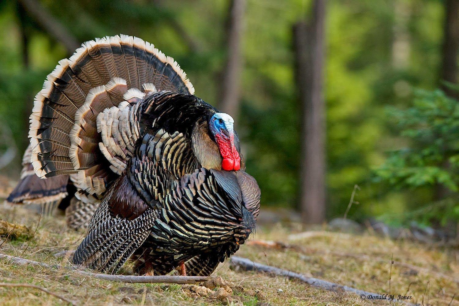 1500x1000 Turkey & Oak