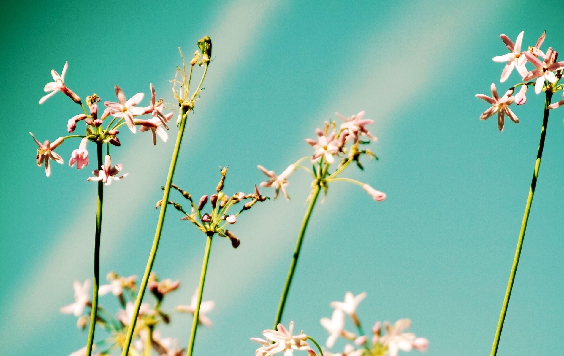 1900x1200 Download Wallpaper 1900x1200 Flowers, Field, Sky, Rays, Close Up