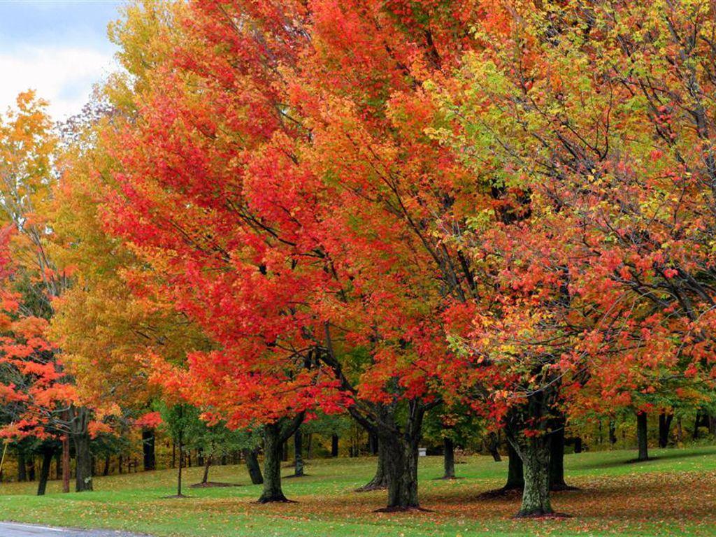 Vermont Fall Foliage Wallpapers - Top Free Vermont Fall Foliage ...