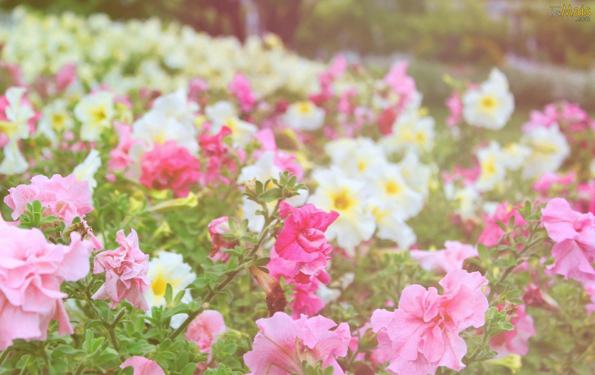 1900x1200 1900 X 1200 Flower WallpaperX1900