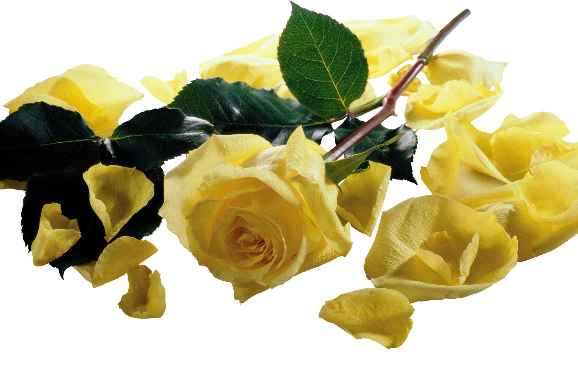 1900x1200 image Roses Flowers 1900x1200