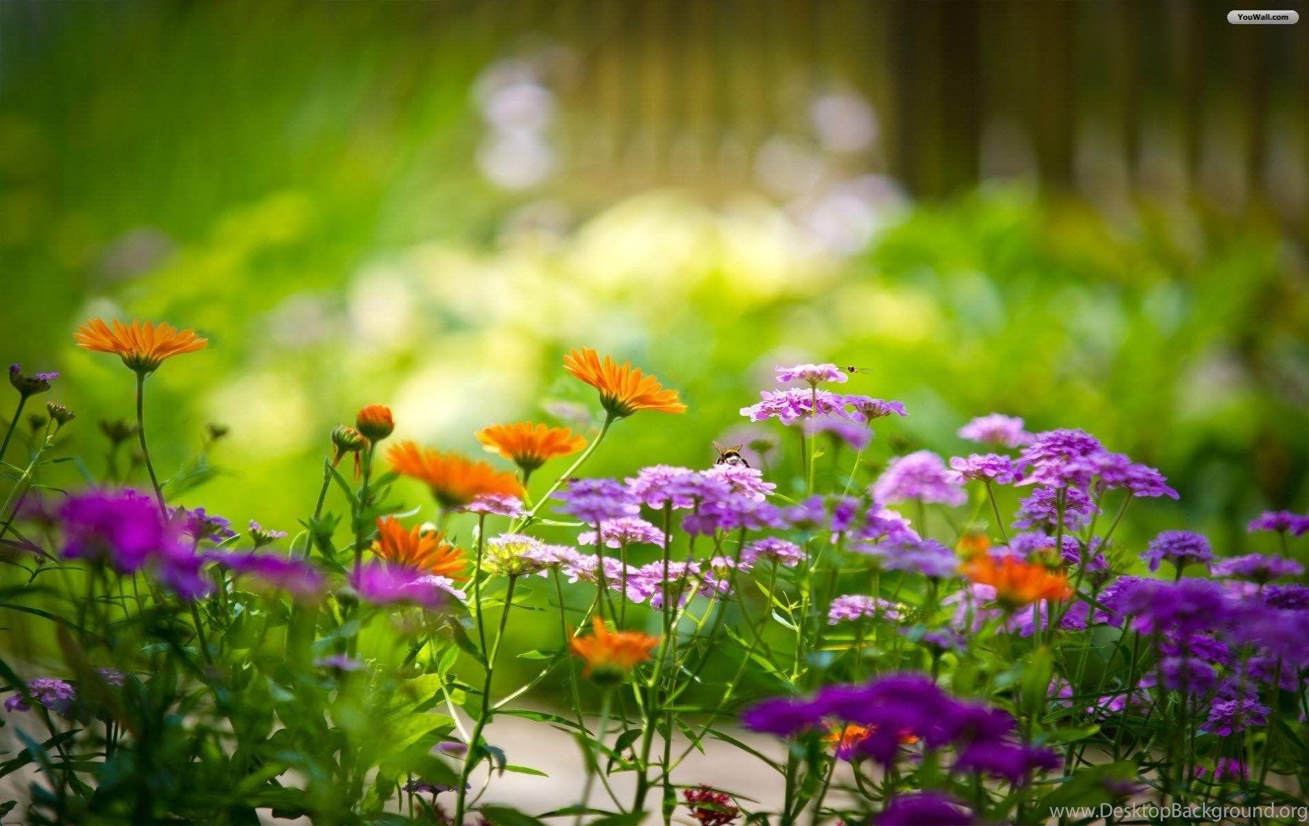 1900x1200 Wonderful flowers wallpaper Desktop Background